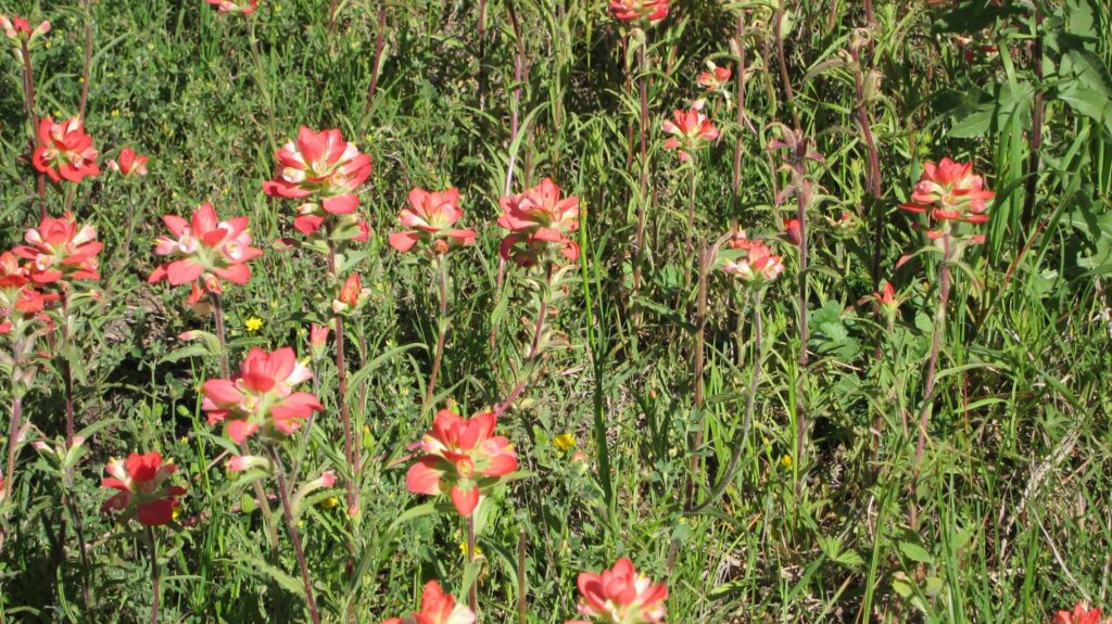 Texas Hill Country wildflowers